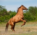Horse Rears