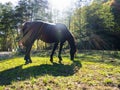 Horse In Sun Light