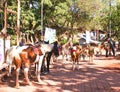 Horses in Matheran , India Royalty Free Stock Photos