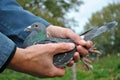 How to hold a pigeon in your hand