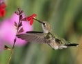 Humming Bird