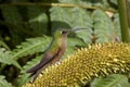 Hummingbird - Ecuador