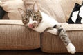 Hungry Cat