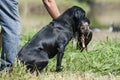 Hunting Dog Retriever, Hunter Getting Duck