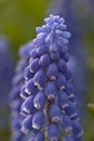 Hyacinth Macro