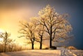 Ice And Frost Covered Oak Tree...