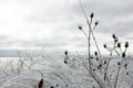 Ice Storm