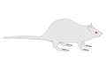 Image Of Rat Animal