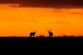 Impala sunset in the Masai Mara