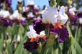 Iris Flowers