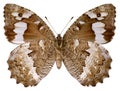Isolated great banded grayling butterfly brintesia circe seen from below on white background Royalty Free Stock Photo