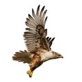 Isolated hawk in flight