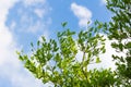 Ivory coast almond tree leaf blue sky cloud