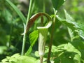 Jack-in-the-pulpit