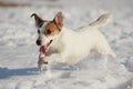 Jack Russell terrier