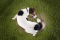 Jack Russell terrier Chasing Tail