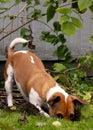 Jack Russell Terrier digging in the yard