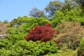 Japan Nature