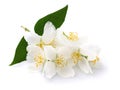 Jasmine Flowers