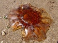 Jellyfish on sand a sitting the beach Royalty Free Stock Photo