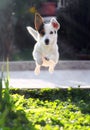 Jumping jack russell terrier