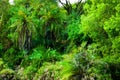 Jungle, Bush Trees Background ...
