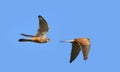 Kestrel Bird