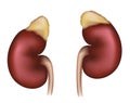 Kidneys Realistic Medical Illu...