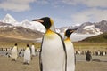 King Penguin on South Georgia