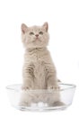 Kitten in a glass bowl.