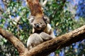 Koala climbing trees marsupials south australia wildlife animals eucalyptus fluffy Stock Photos