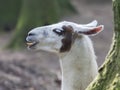 Lama With Dark Nature Background
