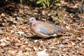Laughing dove walking on dead leaves