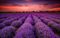 Lavender Field At Sunset