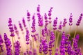 Lavender Flowers Blooming In F...
