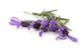 Lavender Flowers