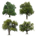Leafy Green Trees