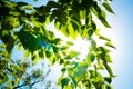 Leaves And Blue Sky With Sun