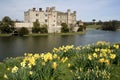 Leeds castle gardens spring daffodils kent uk
