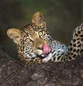 Leopard In Tree