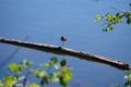 Lesser Greater Yellow Legs Bird