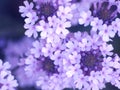 Lilac Flowers