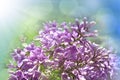 Lilac Flowers