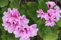 Lilac Geranium Flowers