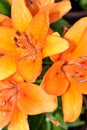 Lily Flowers