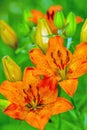 Lily Flowers