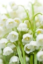 Lily-of-the-valley Flowers