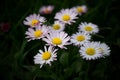 Line of Bellis perennis