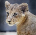 Lion Baby