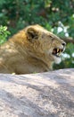 Lion
